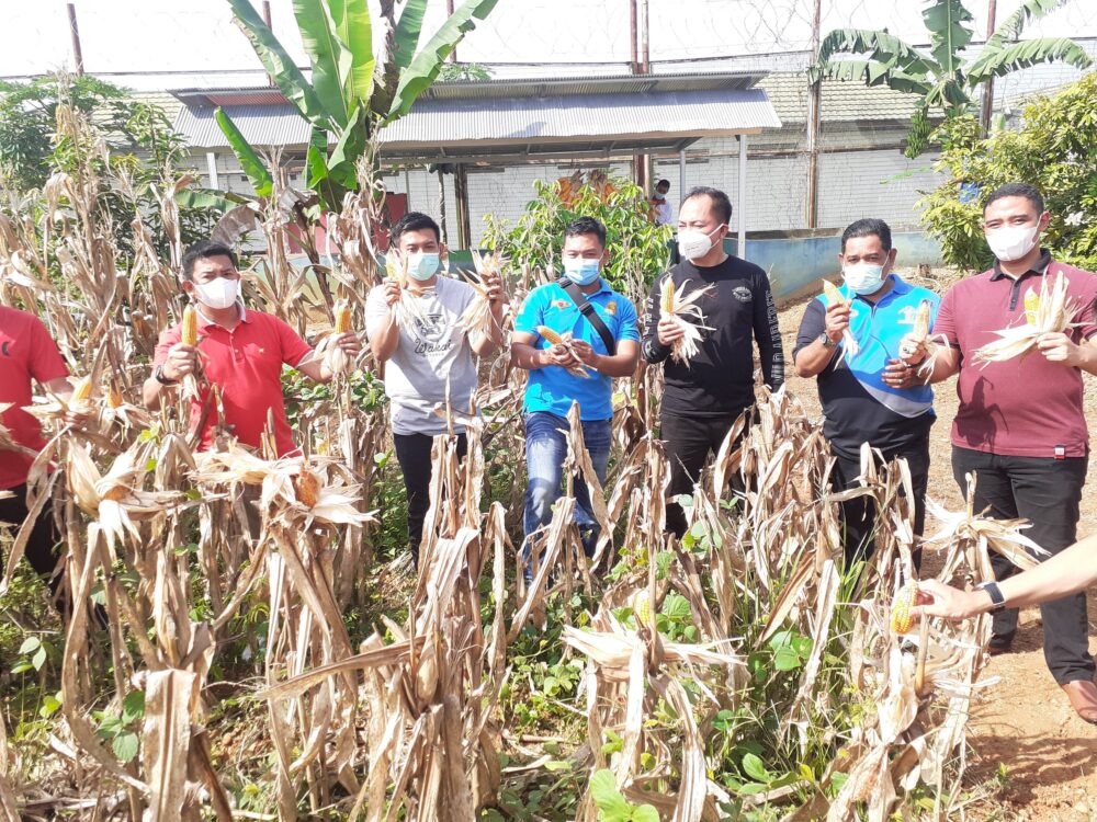Kalapas Kelas IIB Banjarbaru Panen Jagung Hasil Tanam WBP 1 20210327 0929223120250161246749859 2 scaled