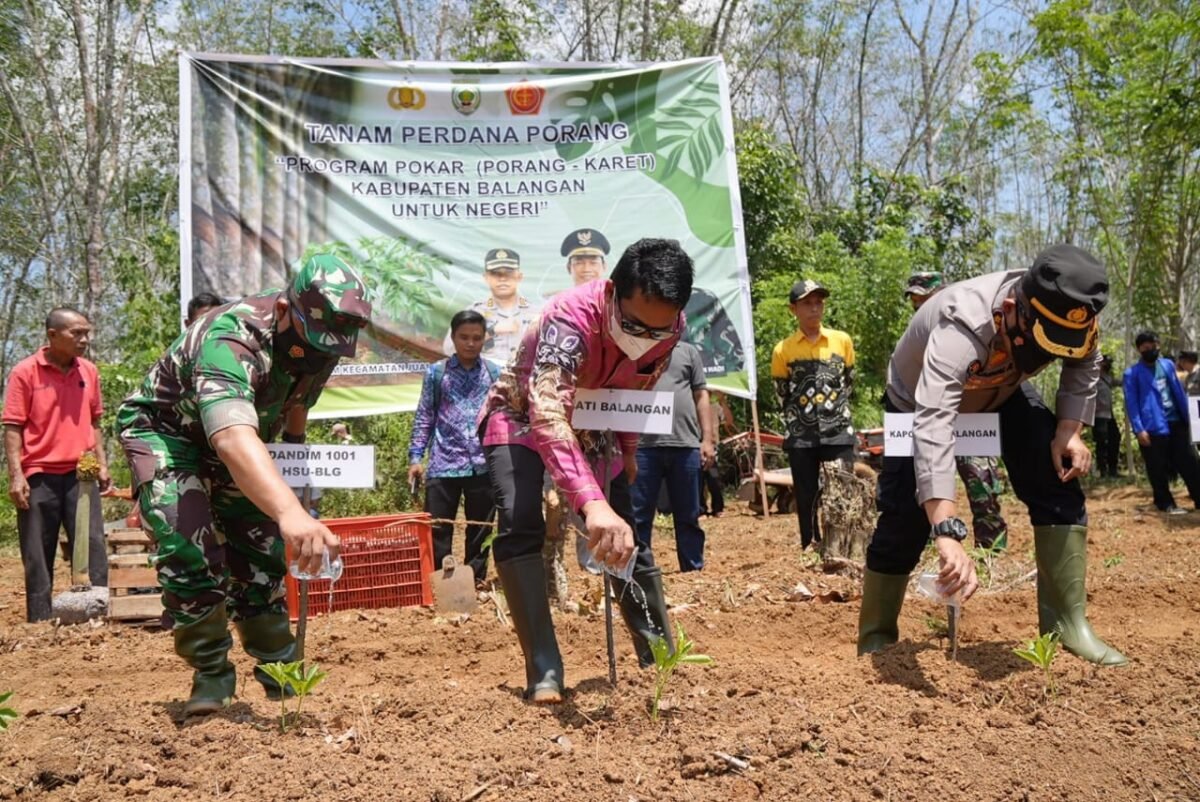 Pemkab Balangan Tanam Porang Salah Satu Inovasi Kabupaten Balangan ...