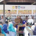 Panen Padi Beruntung Baru Capai 4,6 Ton per Hektare, Kemarau Masih Jadi Tantangan